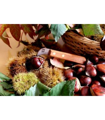 Faca Retalhar Castanhas 231.3245.03